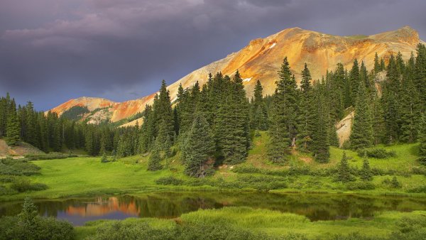 Лес горы
