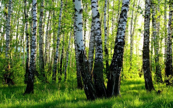 Летний пейзаж