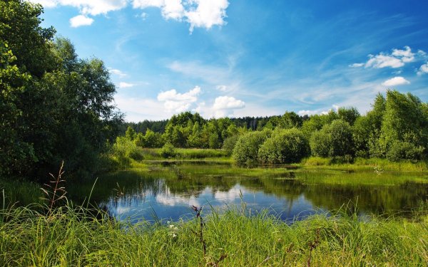 Пейзажи природы лето