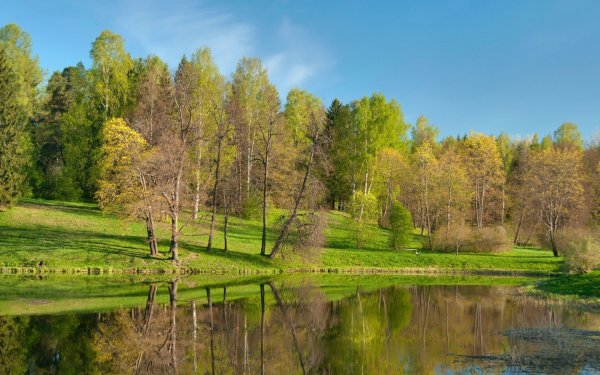 Природа лес речка