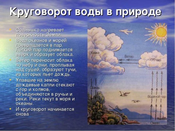 Круговорот еды в природе