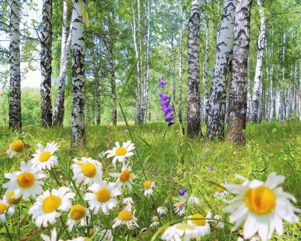 Поляна с березами