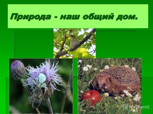 Природа наш общий дом