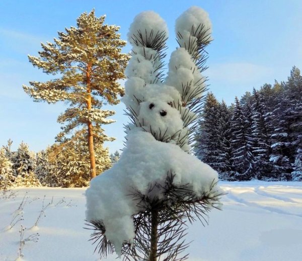 Чудеса зимы