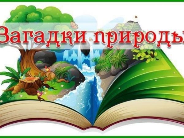 Загадки природы