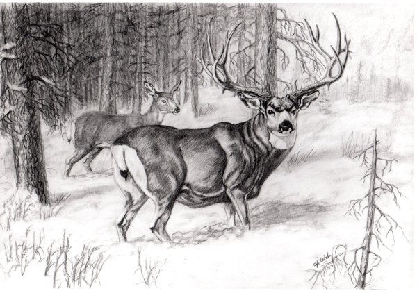Олень в лесу карандашом