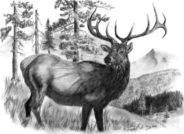 Лесные животные карандашом