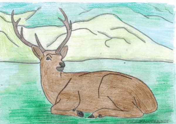 Животные карандашом