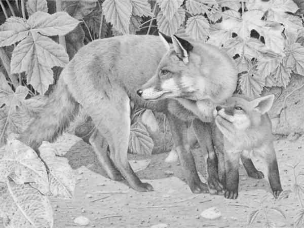 Рисунок белки карандашом