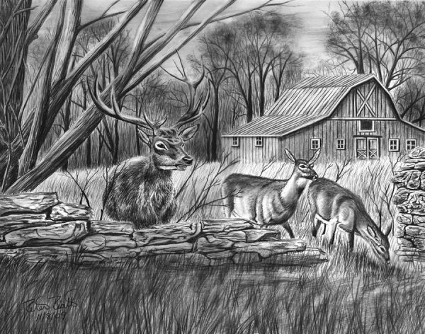 Рисунки карандашом природа и животные