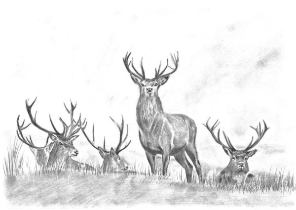 Раскраски лошади Единороги