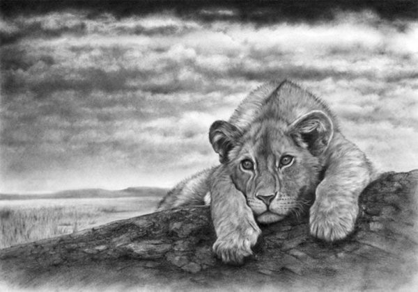 Волк карандашом