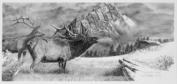 Графика карандашом птицы