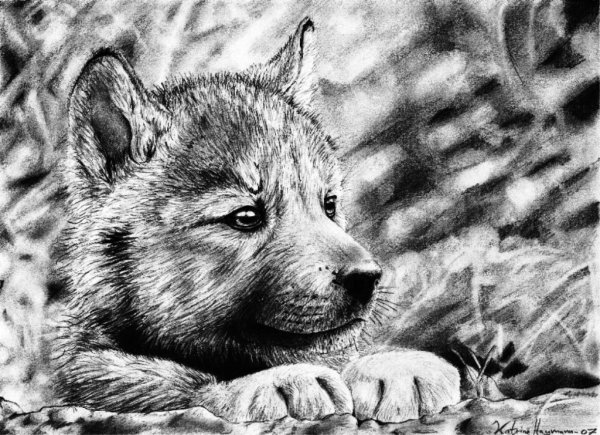 Бунин густой зеленый ельник