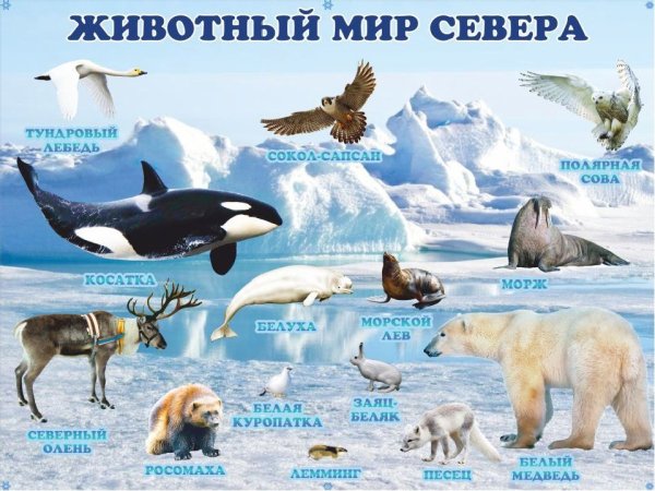 Антарктида животные Антарктиды