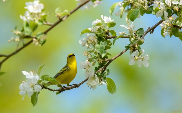 Ранняя Весна пейзаж