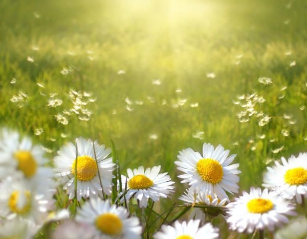 Прекрасного летнего дня