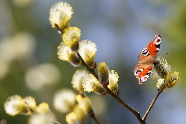 Иллюстрации ранняя Весна для детей