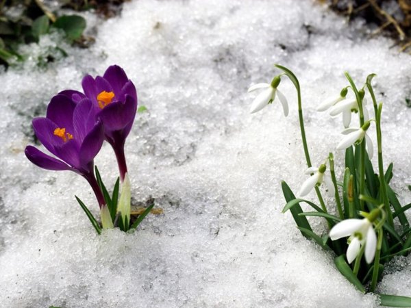 Подснежник белоцветник весенний снег