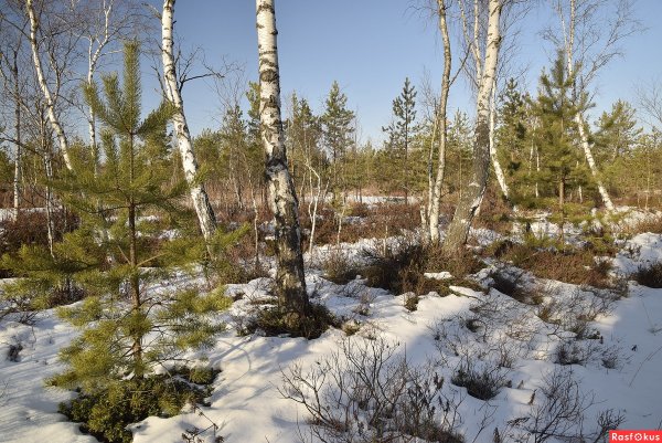 Картина Пробуждение весны