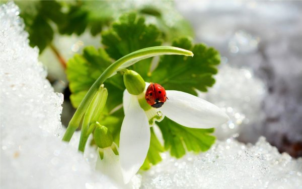 Пробуждение весны