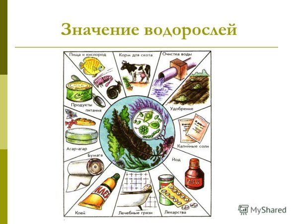 Роль водорослей схема