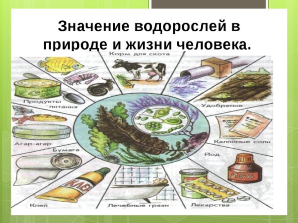 Роль водорослей в природе 5 класс биология
