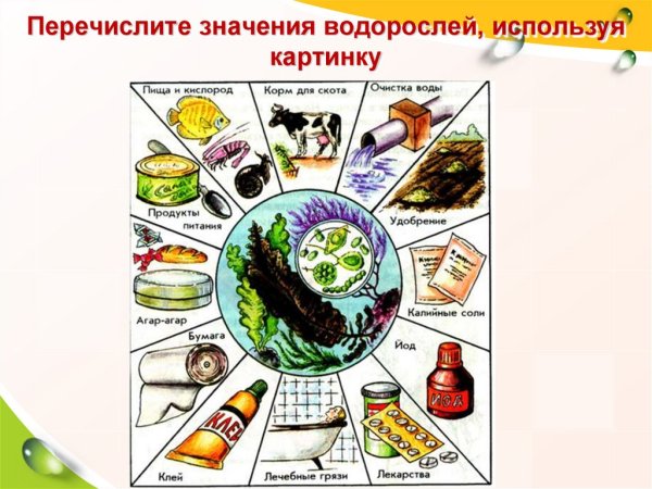 Роль водорослей в природе и жизни человека схема