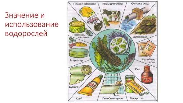 Схема использования водорослей