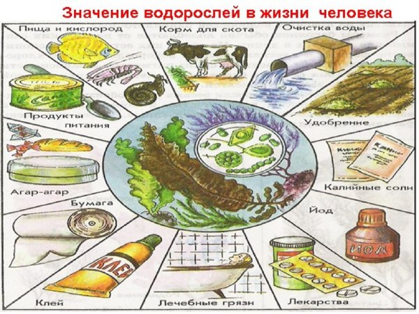 Водоросли в жизни человека