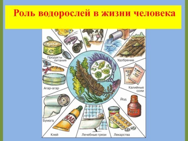 Схема использования водорослей