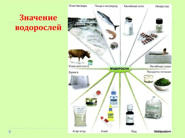 Схема использования водорослей человеком