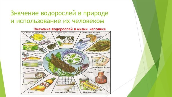 Значение водорослей в природе