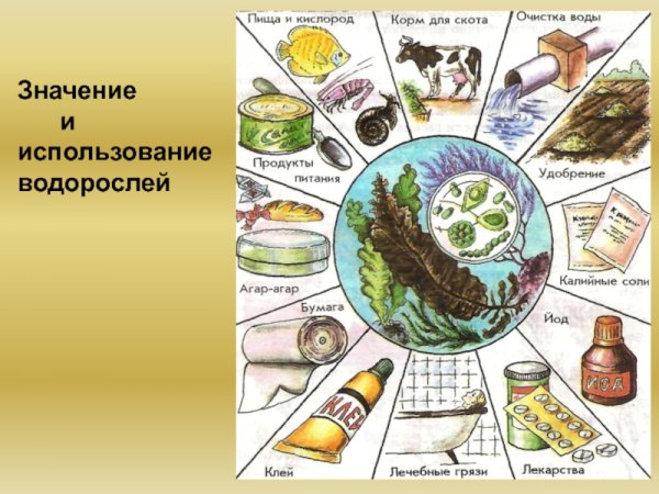 Схема значение и использование водорослей