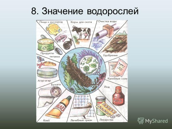 Роль водорослей схема