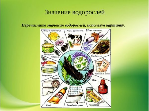 Схема значение и использование водорослей