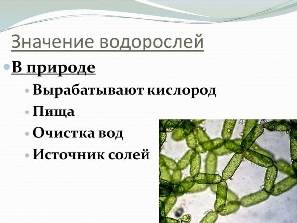 Значение водорослей в пр