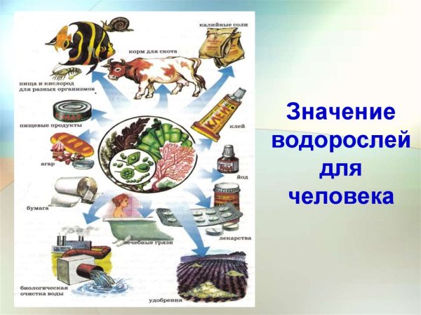 Роль водорослей в жизни человека
