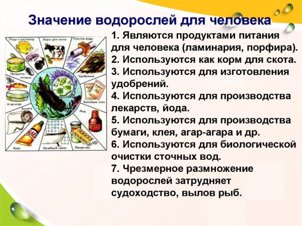 Водоросли в жизни человека