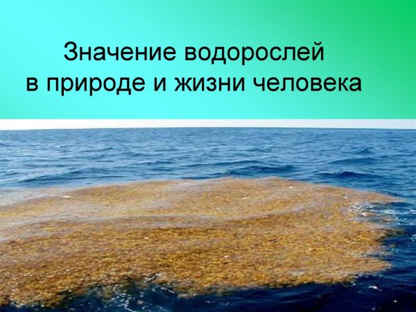 Водоросли в природе и жизни человека