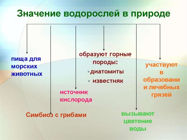 Значение водорослей в природе и жизни человека 5 класс биология