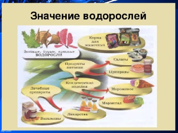 Значение водорослей в природе и жизни человека 5 класс