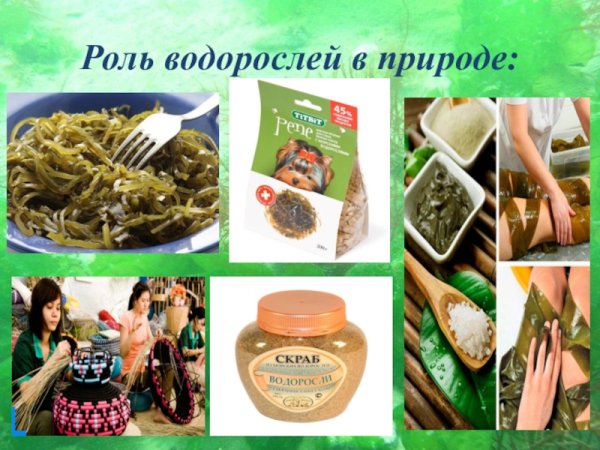 Водоросли в жизни человека