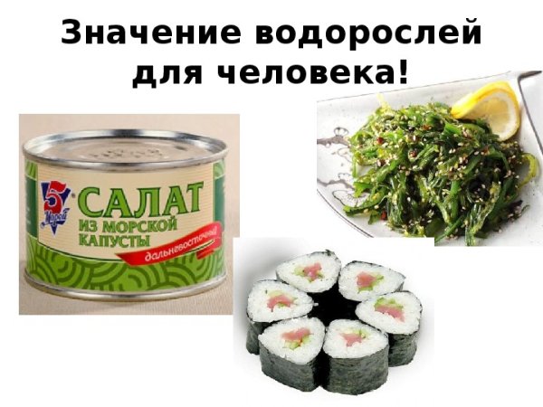 Значение водорослей