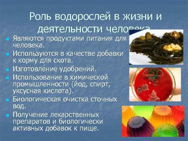Роль водорослей в жизни и деятельности человека