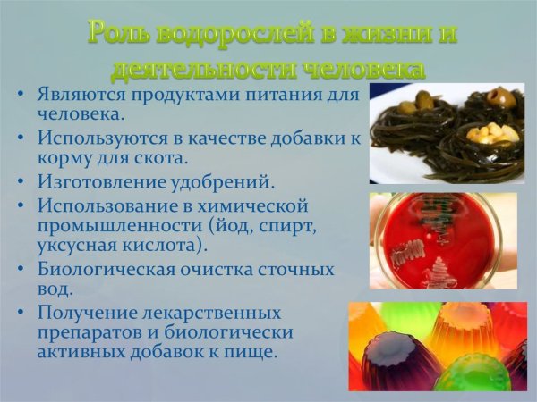 Роль водорослей в жизни человека 6 класс биология