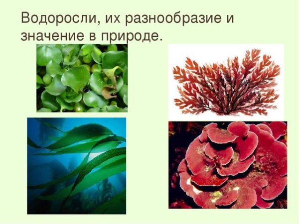 Значение водорослей в природе