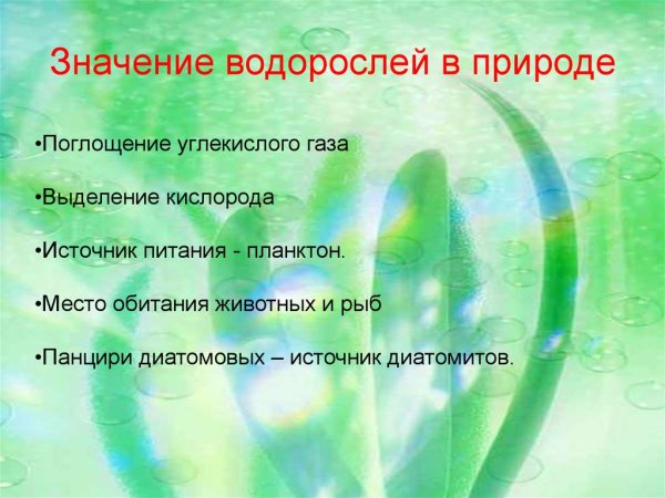 Роль водорослей в природе и для человека