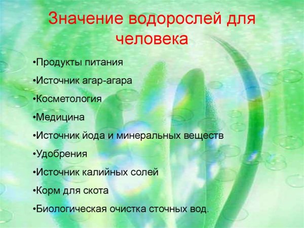 Значение водорослей