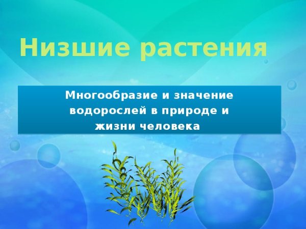 Значение водорослей для человека